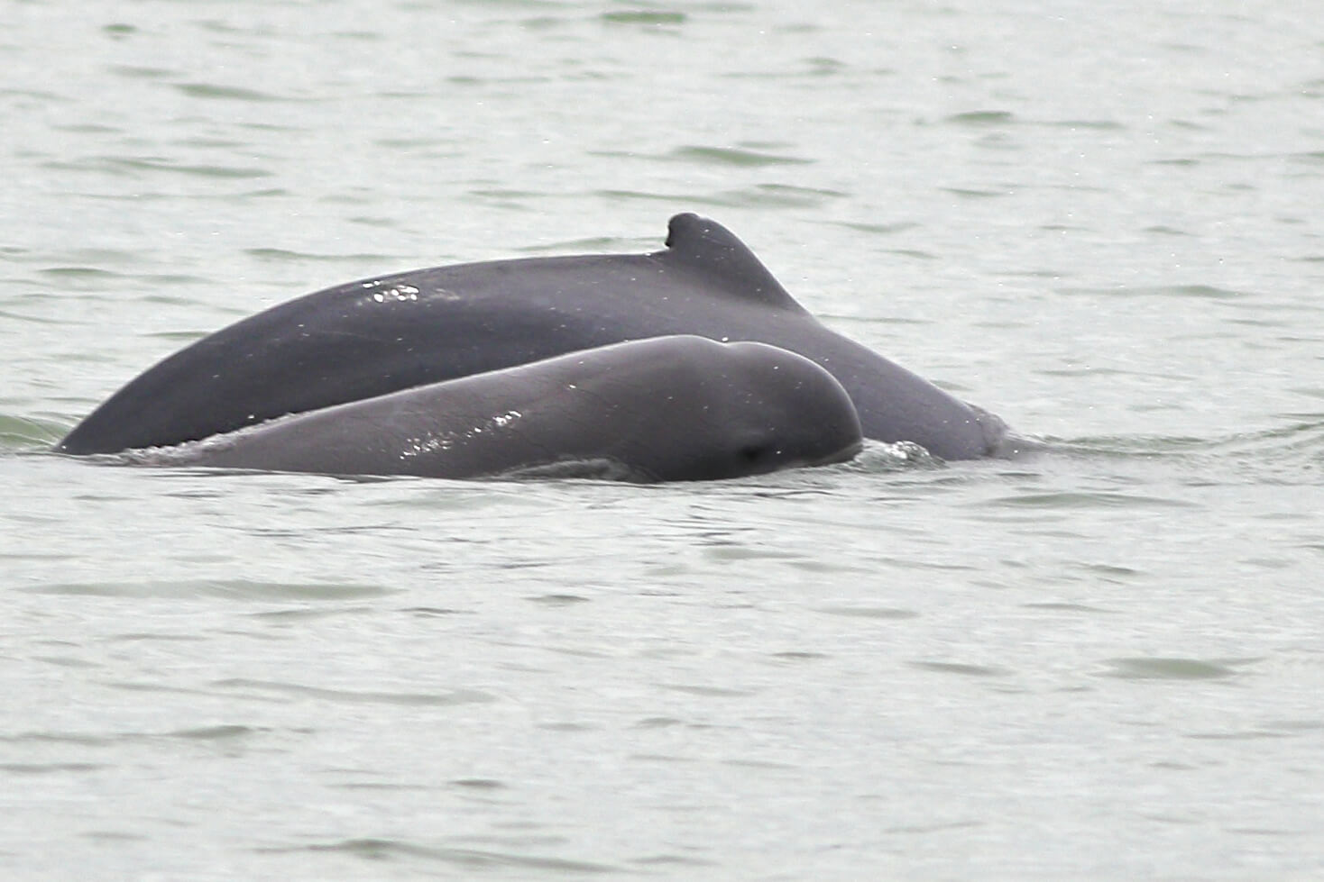 Satapada Dolphin Sanctuary: Witnessing Majestic Dolphins